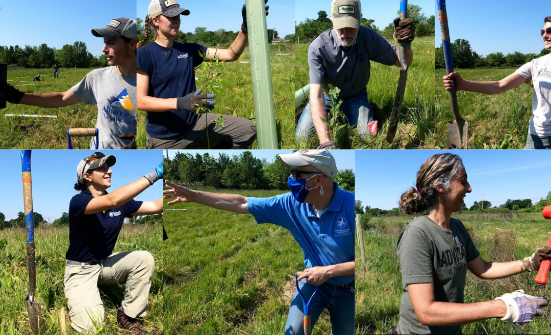 Partnerships and trees changing water quality in Lancaster County